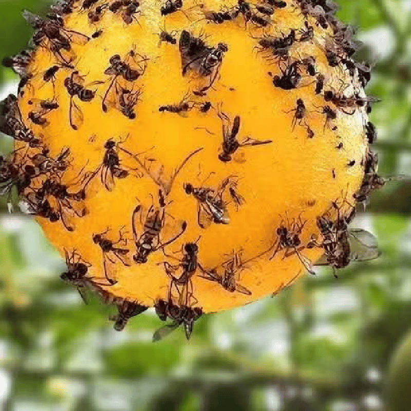 Gele kleverige insectenbal