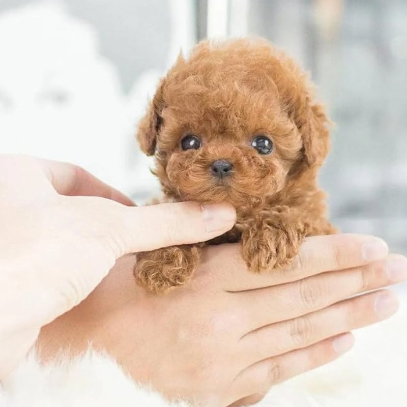 Mijn Realistische Robotpuppy