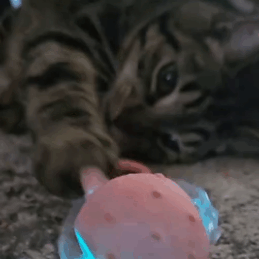 Slimme interactieve kattenbal