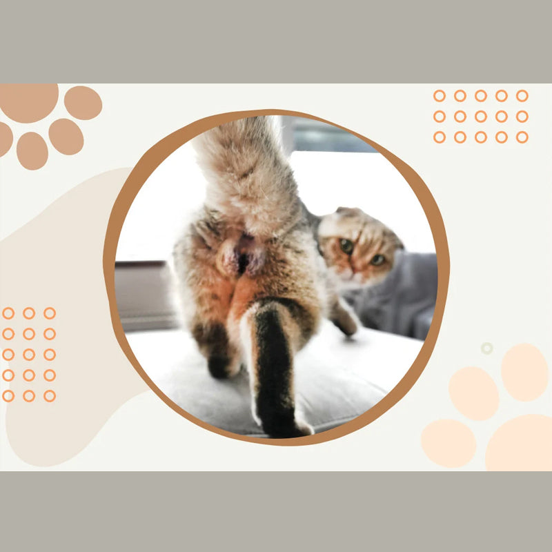 Calendrier le plus drôle du siècle | Calendrier drôle de chat 2024