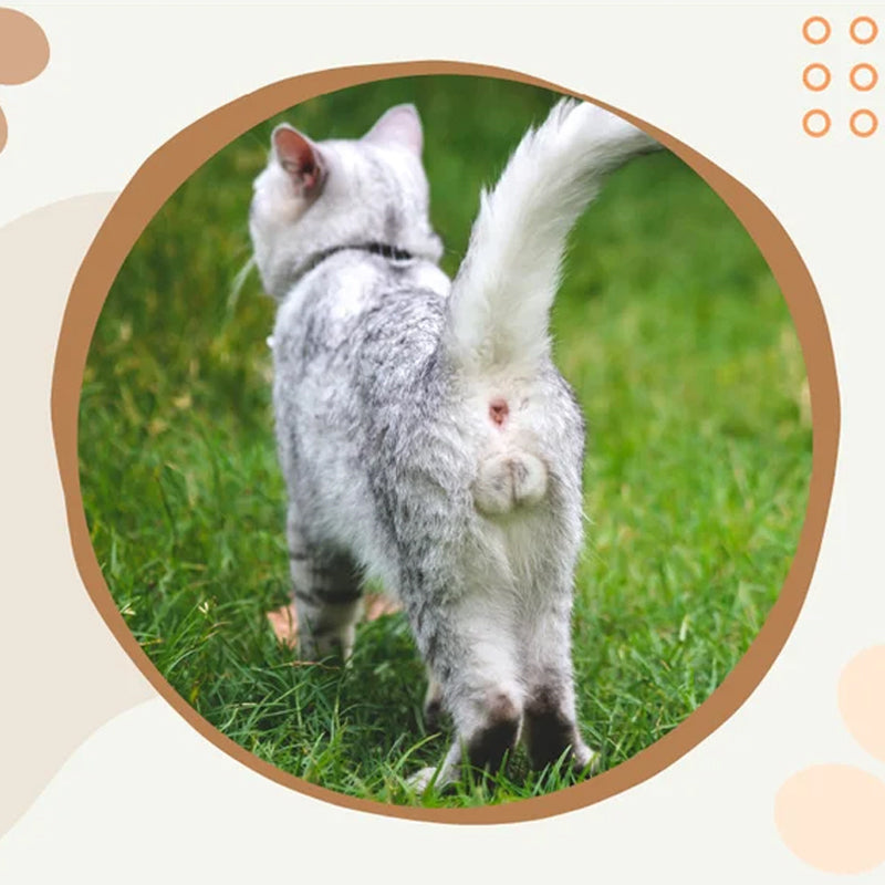 Calendrier le plus drôle du siècle | Calendrier drôle de chat 2024
