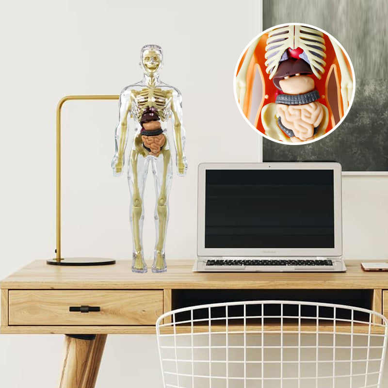 Modèle de torse de corps humain 3D pour squelette de modèle d'anatomie d'enfant