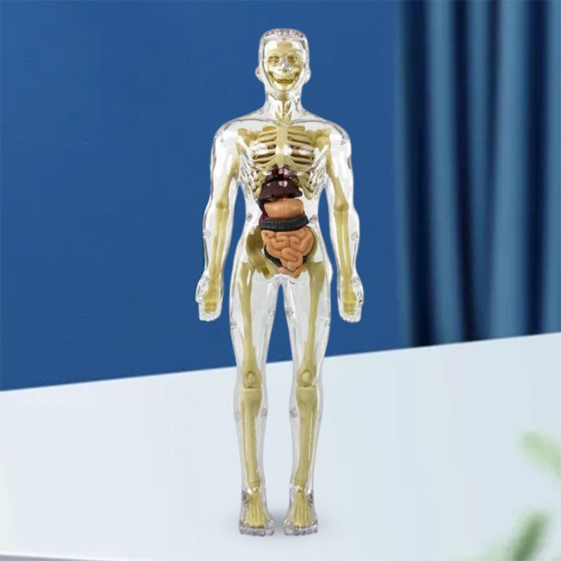 Modèle de torse de corps humain 3D pour squelette de modèle d'anatomie d'enfant