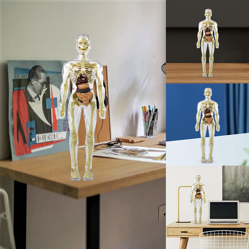 Modèle de torse de corps humain 3D pour squelette de modèle d'anatomie d'enfant