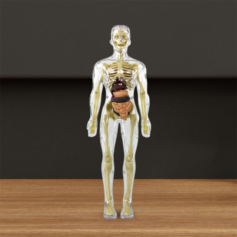 Modèle de torse de corps humain 3D pour squelette de modèle d'anatomie d'enfant