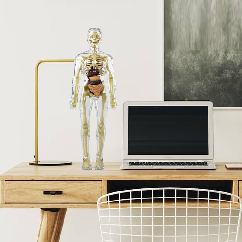 Modèle de torse de corps humain 3D pour squelette de modèle d'anatomie d'enfant