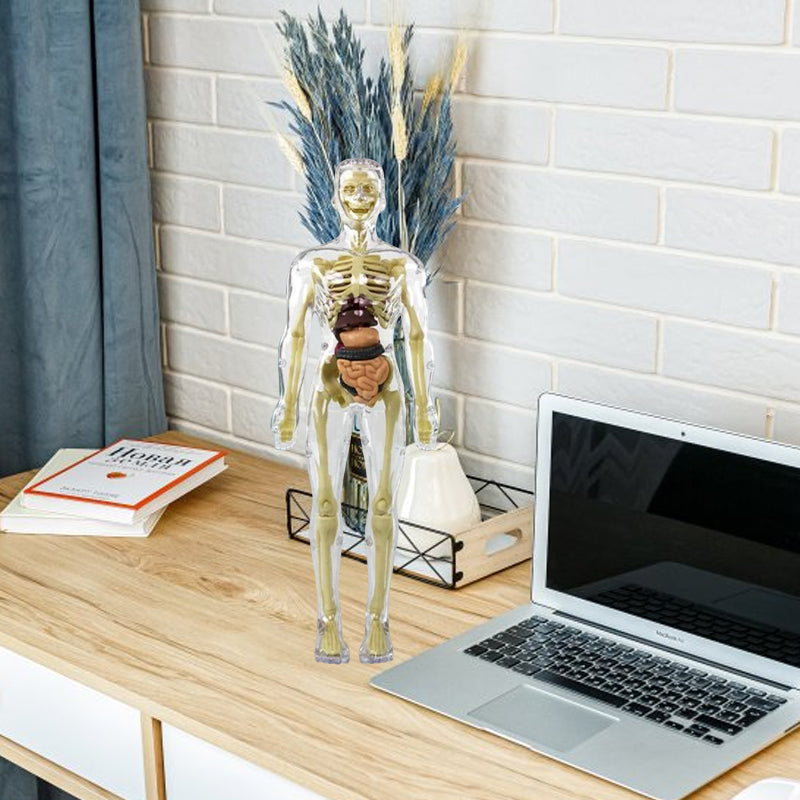 Modèle de torse de corps humain 3D pour squelette de modèle d'anatomie d'enfant