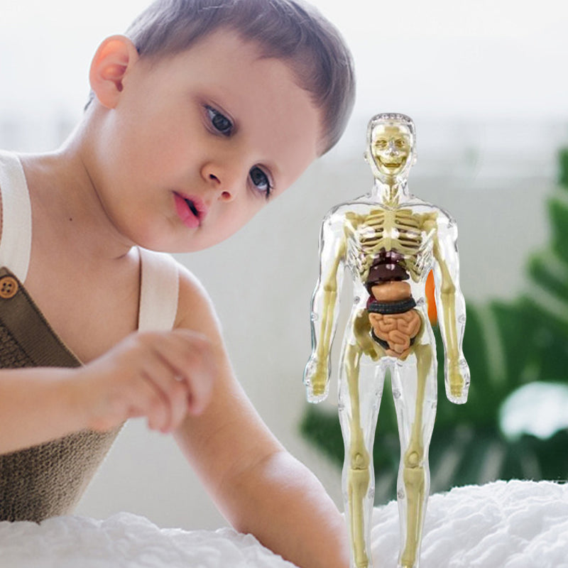 Modèle de torse de corps humain 3D pour squelette de modèle d'anatomie d'enfant