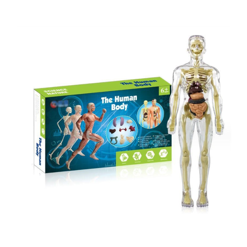 Modèle de torse de corps humain 3D pour squelette de modèle d'anatomie d'enfant